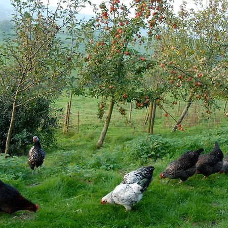 בית הארחה קורשם 	T'S At Lower Rudloe Farm מראה חיצוני תמונה